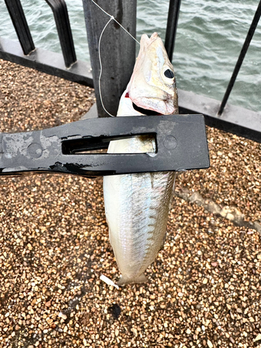 養老川臨海公園