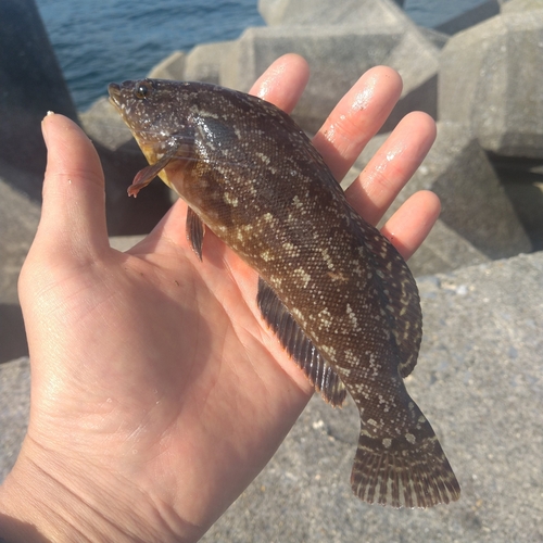 アブラコの釣果