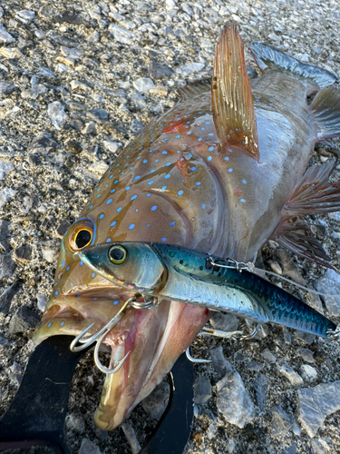 スジアラの釣果