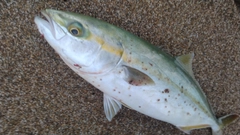 ハマチの釣果