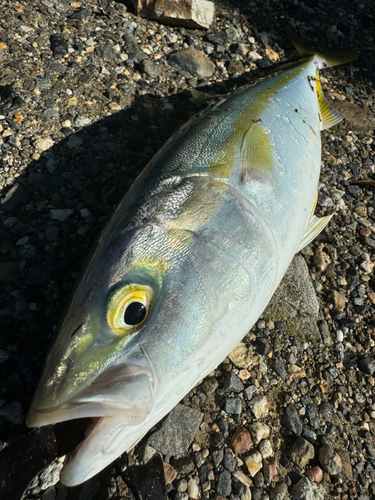 ヤズの釣果