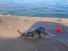 フグの釣果