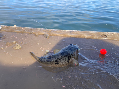 フグの釣果