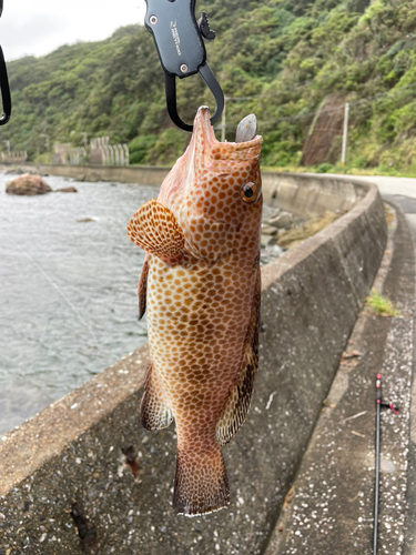 オオモンハタの釣果