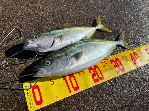 イナダの釣果