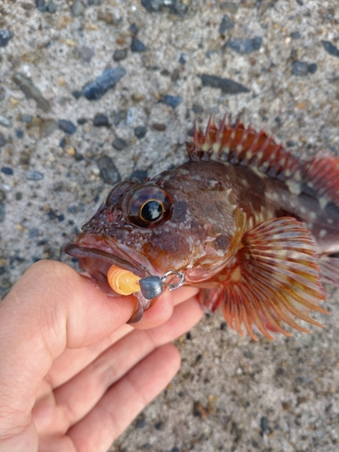 カサゴの釣果