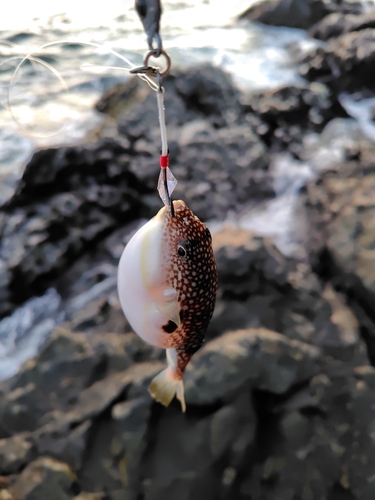 フグの釣果