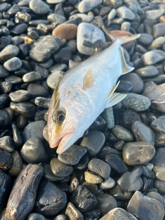 ショゴの釣果