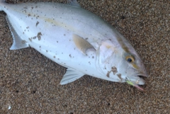 シオの釣果