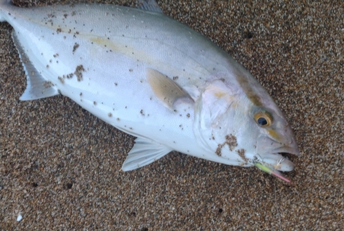 シオの釣果