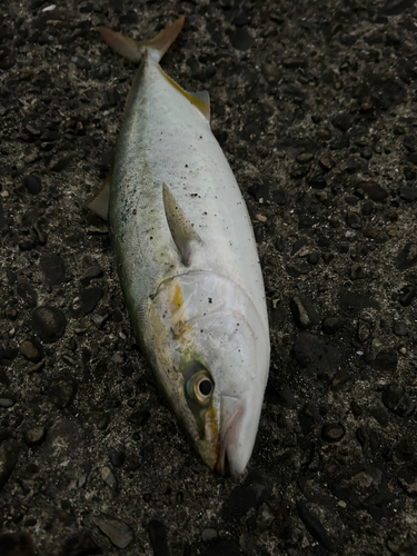 ツバスの釣果