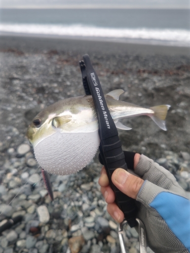 シロサバフグの釣果