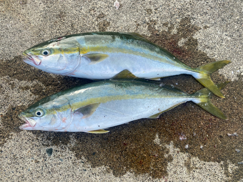 イナダの釣果