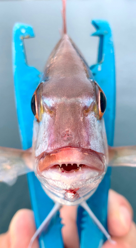 チャリコの釣果