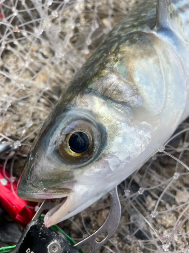 ボラの釣果