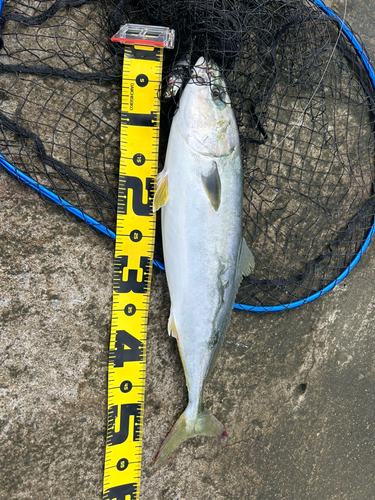 イナダの釣果