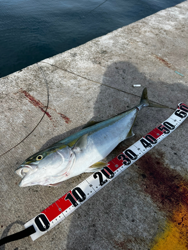 イナダの釣果