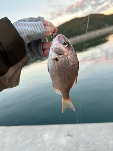 チャリコの釣果