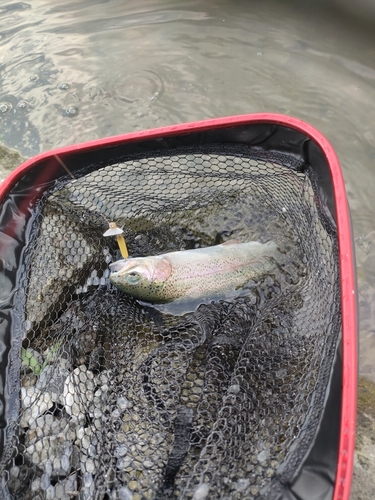 トラウトの釣果