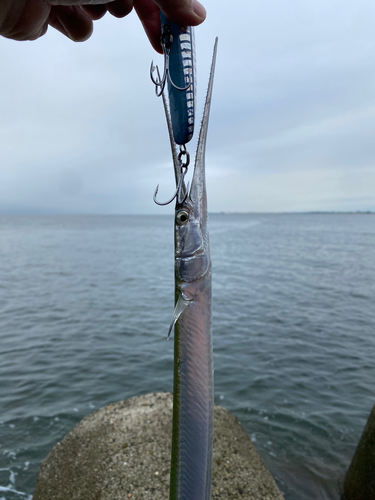 ダツの釣果