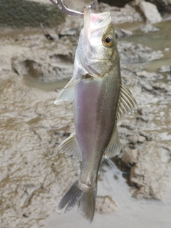 スズキの釣果