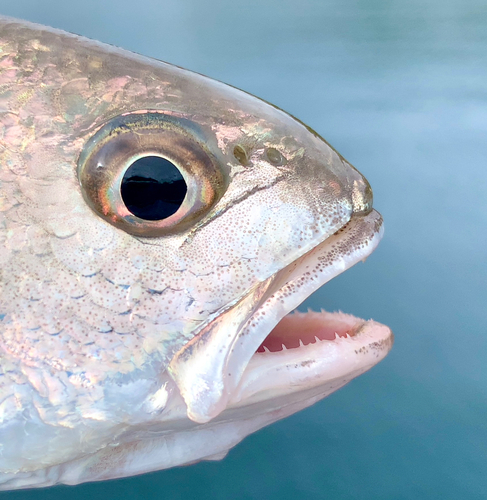 イシモチの釣果