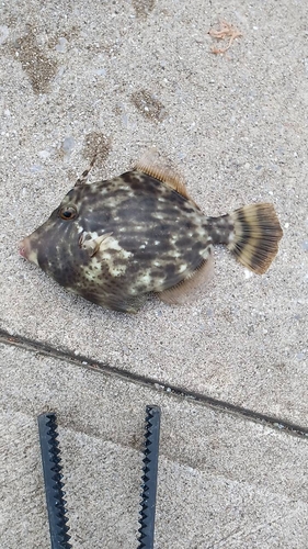 ハオコゼの釣果