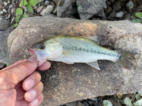 ラージマウスバスの釣果