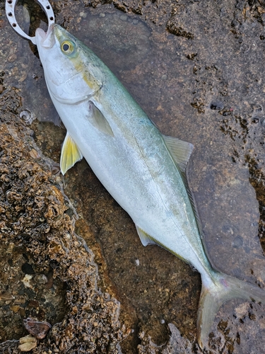 イナダの釣果