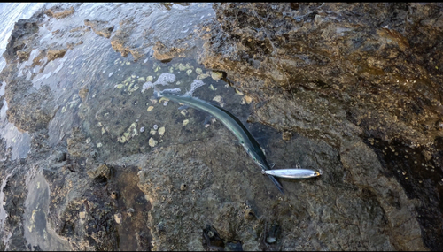 ダツの釣果