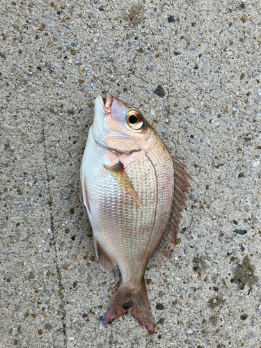 チャリコの釣果