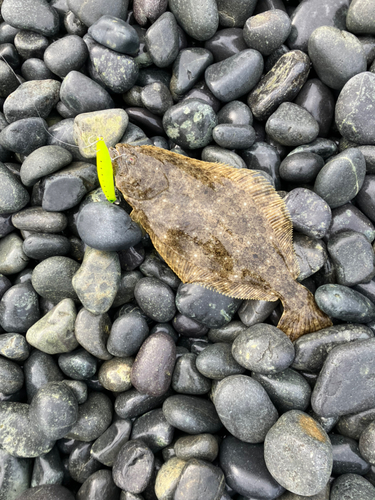 ヒラメの釣果