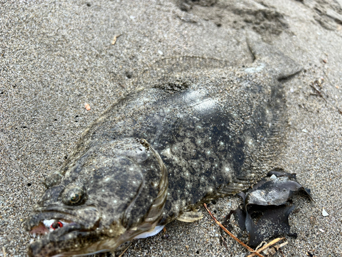 ヒラメの釣果