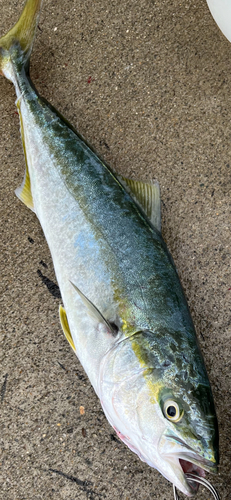 イナダの釣果