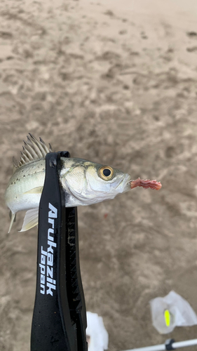 キスの釣果