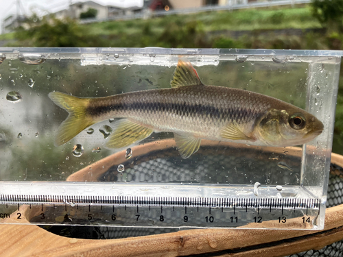 カワムツの釣果