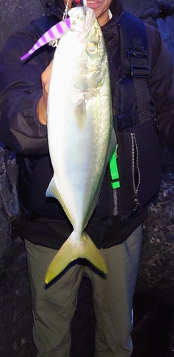 イナダの釣果