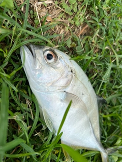 メッキの釣果