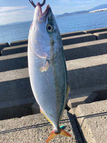 ハマチの釣果