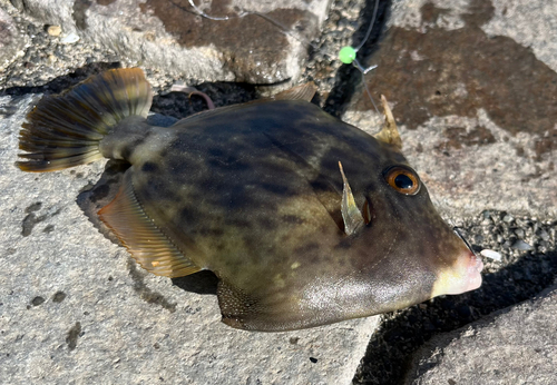 新居海釣公園