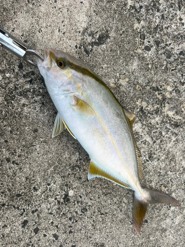 ショゴの釣果