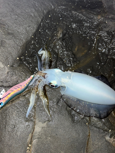 アオリイカの釣果