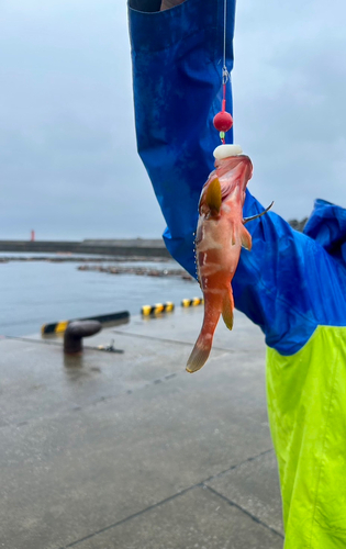 アカハタの釣果