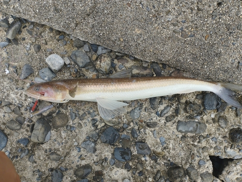 エソの釣果