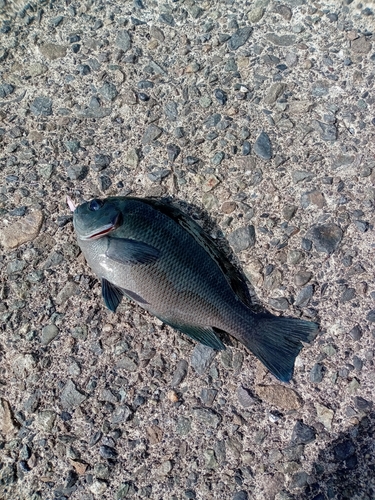 メジナの釣果