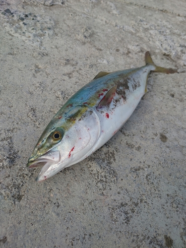 イナダの釣果