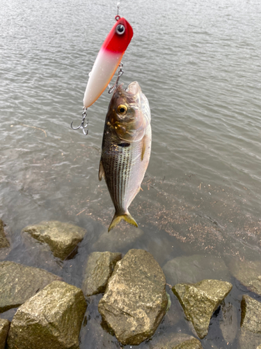 コノシロの釣果