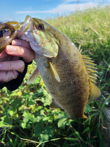 スモールマウスバスの釣果