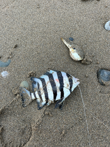 シマダイの釣果