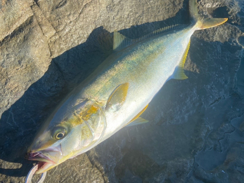 ヒラマサの釣果